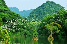 Vườn Chim Thung Nham – Điểm du lịch sinh thái dành cho những tín đồ yêu chim